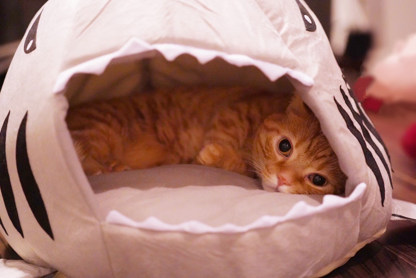 Flying tiger cat bed cheap