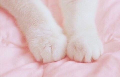 aestheticatseu_'s tweet photo. ~retweet if you love cats~ https://t.co/oK8P3hgqAk