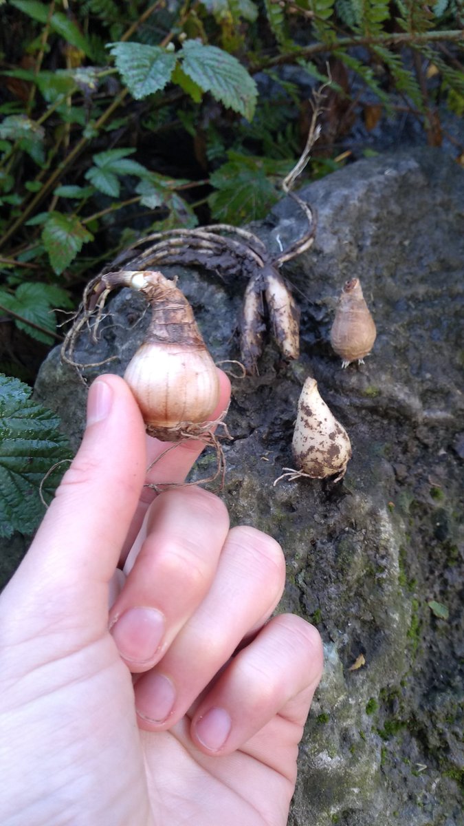 LSx_News's tweet photo. It's half term! We've got bulbs of all shapes & sizes to plant today at @WestwayTrust wildlife garden (by the sports centre)! Snowlakes, bluebells, wild garlic and daffodil, all native varieties emerging early spring to create #PollinatorPaths π Join us from 12 to 3pm π https://t.co/1B8fpvHBmp
