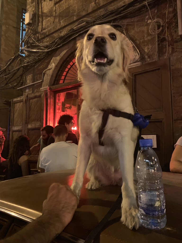 cheesemanab's tweet photo. @_RichardHall #DogsOnDemos https://t.co/8uALZ6NBS0