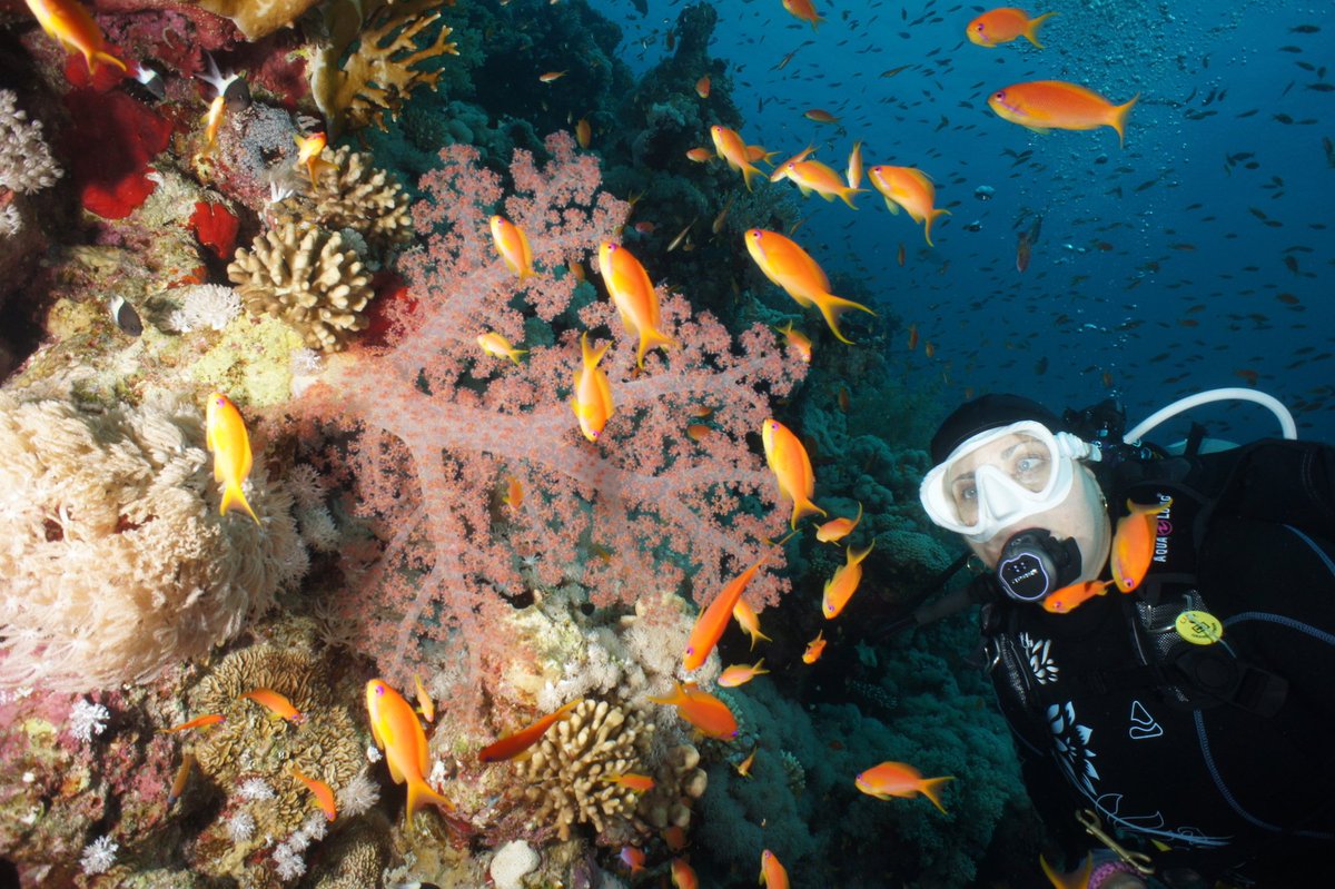 Finally, the Foreign and Commonwealth Office (FCO) is no longer advising against all but essential travel by air to/from Sharm el Sheikh, which means that airlines can start operating direct flights into the popular dive resort once more.  #Backonthemap # scubadivermag.com/fco-lift-trave…