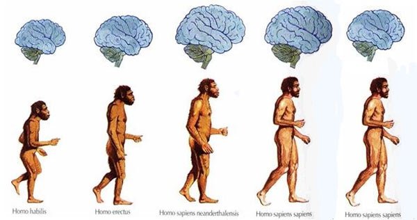 MeTroFuN's tweet photo. The human brain has decreased from 1,500 cubic centimetres (cc) to 1,350cc, irrespective of gender and race

https://t.co/VsCeYtAHwJ https://t.co/vvClTO6lT7