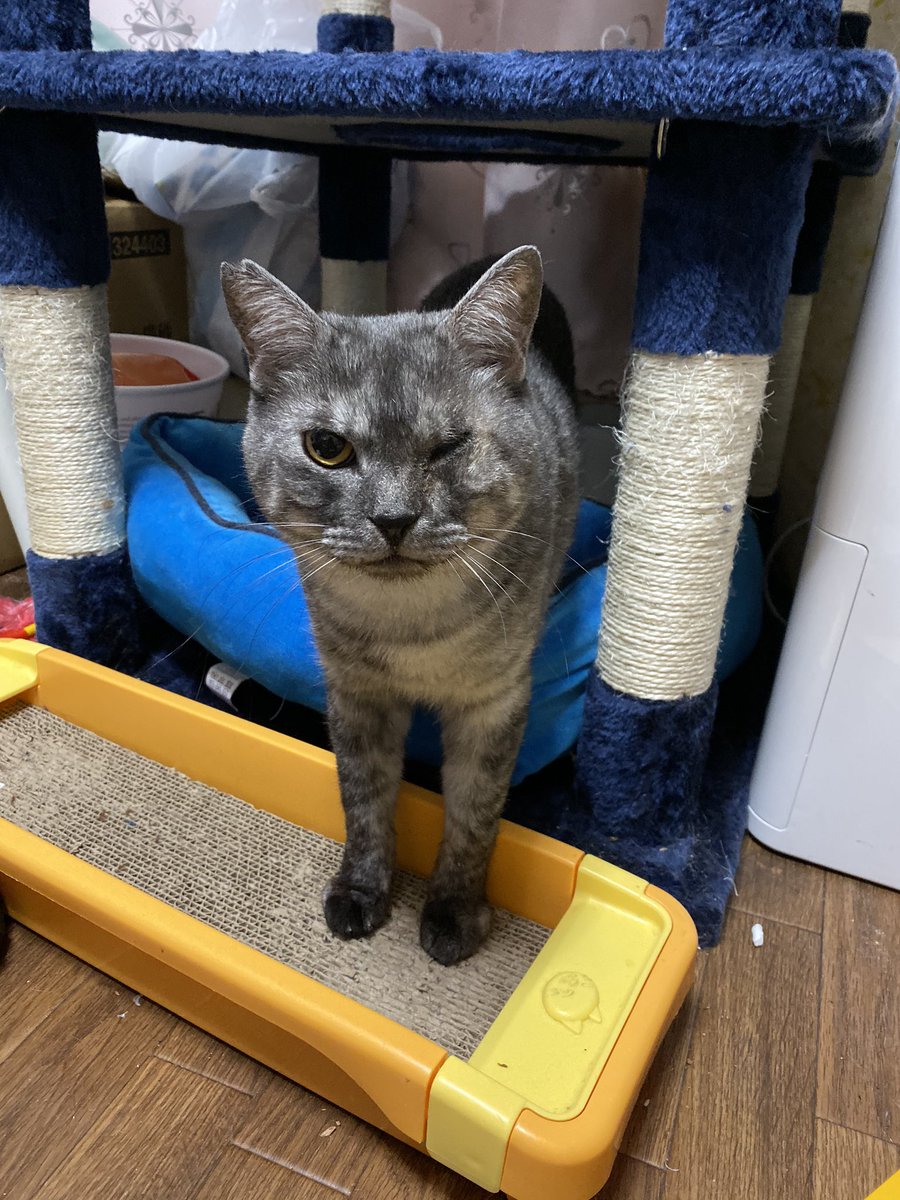 12Nyanko29's tweet photo. キャットタワーを新しくしました！
私の好きな青色です(*´꒳`*)
最近の聖心琉（セシル）くんは食欲旺盛でご飯を待てず、キャットタワーから出てきますฅ^•ﻌ•^ฅ https://t.co/aIINSw9O0f