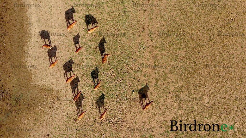birdronex tweet picture