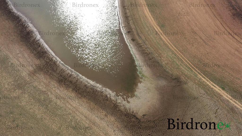 birdronex tweet picture