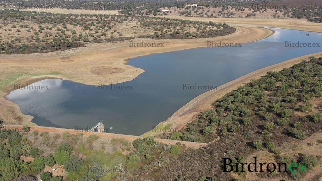 birdronex tweet picture