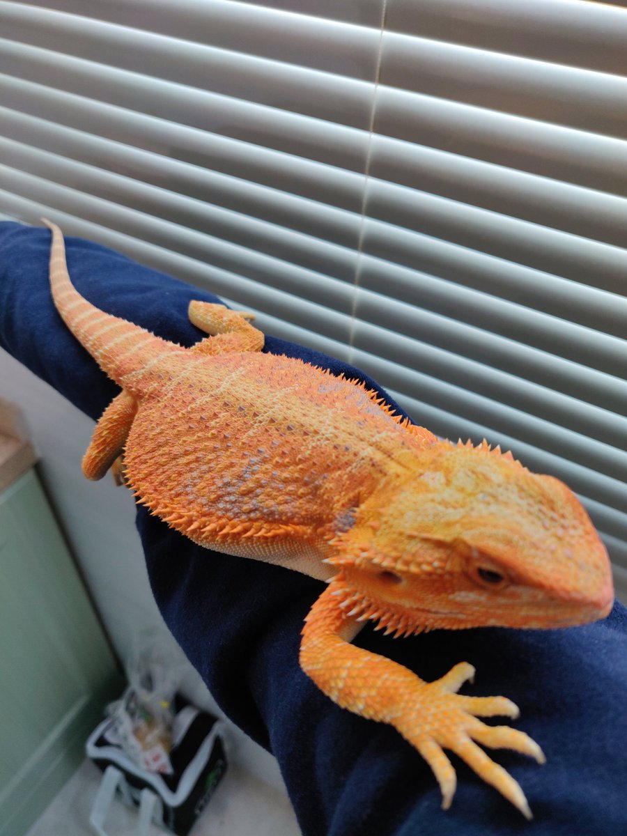 OG_Dragons's tweet photo. Kenna has filled out nicely in the last few months. https://t.co/XCDULXYXTi