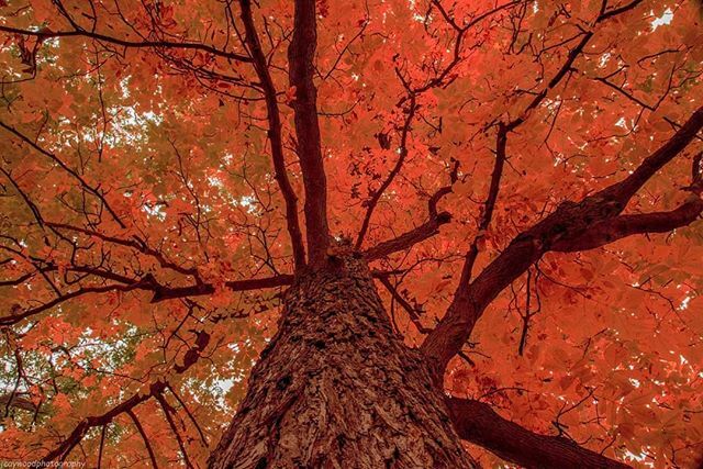 #oldoaktree #oakwoodcemetery 
#insta_america #pocket_usa #uspixels #just_unitedstates #shotsofnorthamerica #ipulledoverforthis #hey_ihadtosnapthat #igersnewengland #ignewengland #newenglandphotography #newenglandoutdoors #newenglandpictures #naturalnewen… ift.tt/33PCJpO