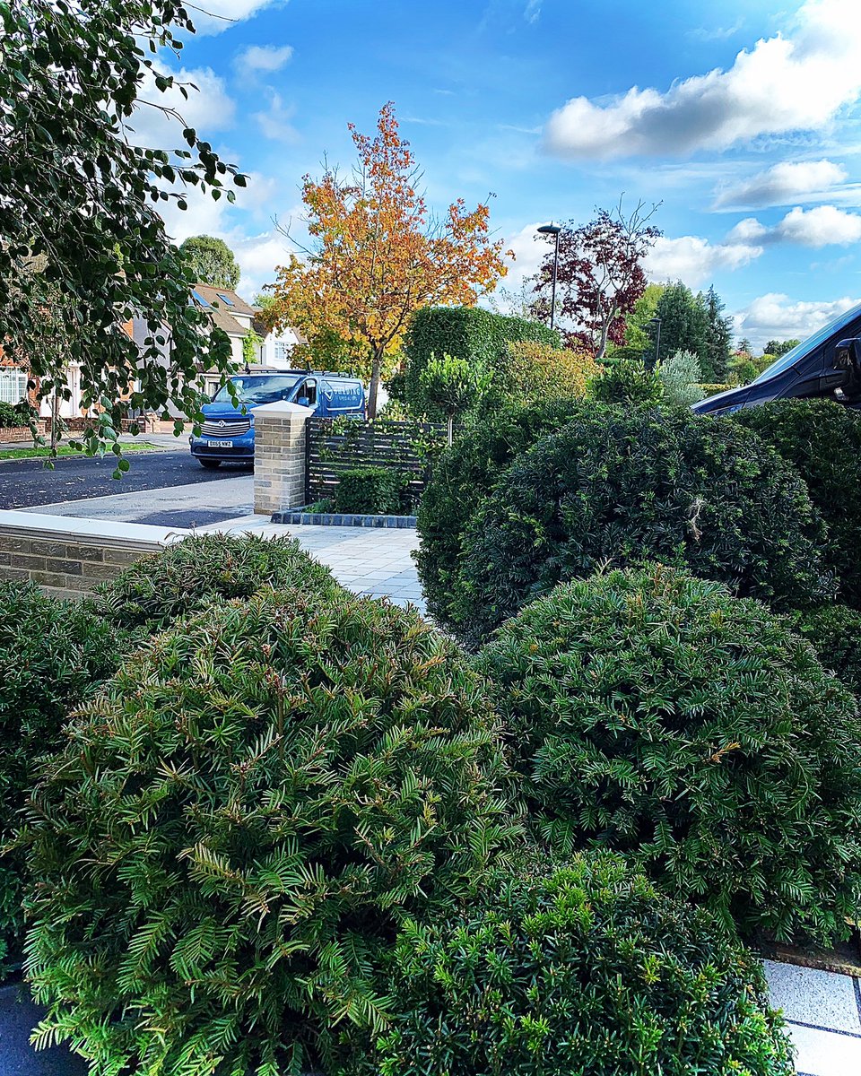 Yew balls delivered and ready to be planted in a new front garden designed by #Tectonic 
#yew #taxus #plantingdesign #horticulture #gardendesign  #landscapedesign #softlandscaping #garden #frontgarden
