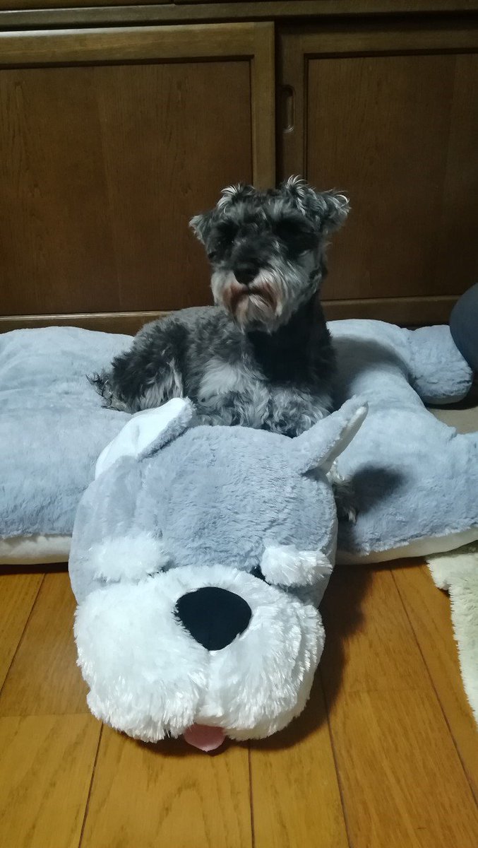 コストコでシュナウザーのクッションを買って来ました、ミッテ君馴れた