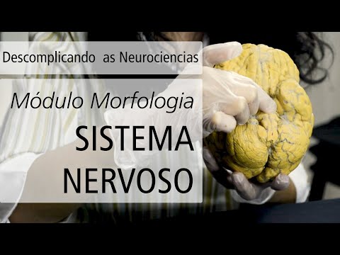 cienciasecognic's tweet photo. [Vídeo] MORFOLOGIA - SISTEMA NERVOSO | Descomplicando as Neurociências
URL: https://t.co/SJ4FRd4ATH

#descomplicando #neurociência #sistema #nervoso #cérebro #central #morfologia #ciências #divulgação #científica #popularização #periférico #anatomia #macroscopia #microscopia https://t.co/MdXTSoYVOn