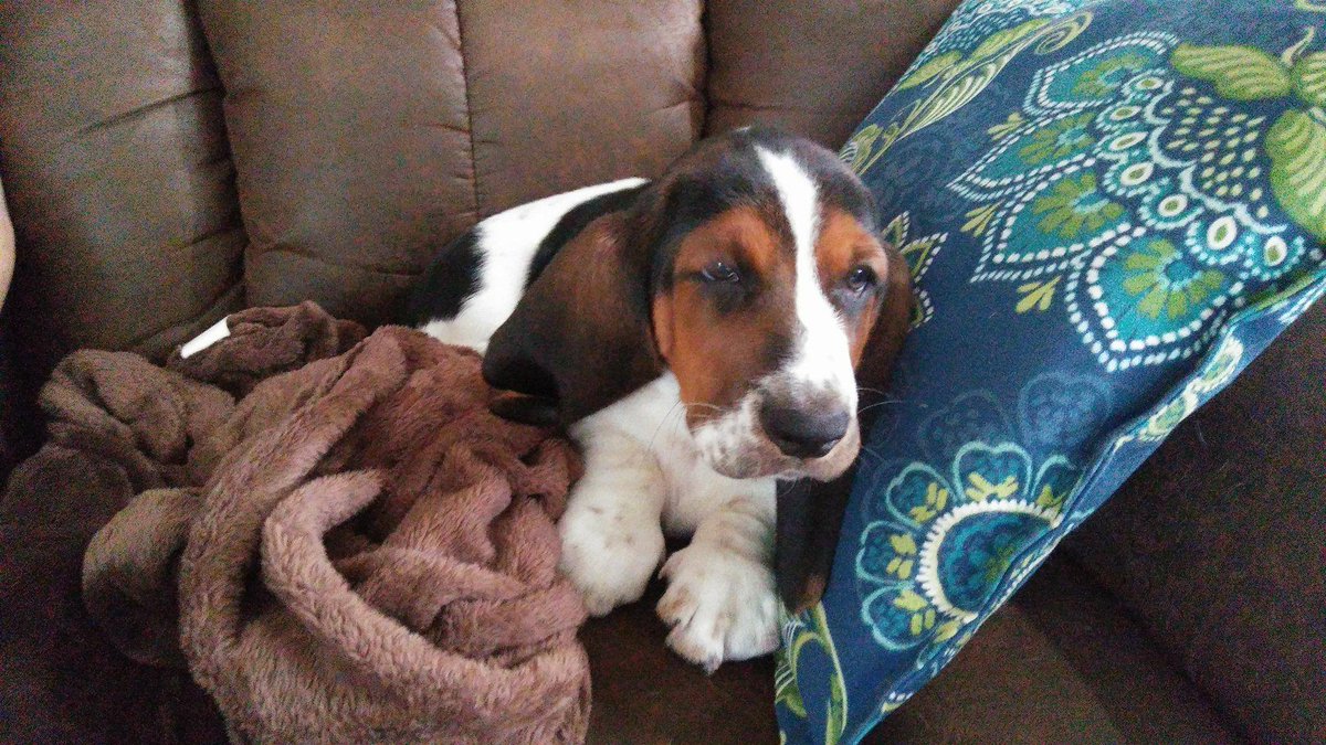 bed_bow's tweet photo. Max when he was a baby. Best dog ever! #facewasher #tailslapper #lapcrusher #supersnuggler #stealerofhearts #myshadow #k9 #dogsoftwitter #tongueouttuesday #dogsitting #sleepydog #bestfriends #dogsarelove https://t.co/AWez5uWEBq
