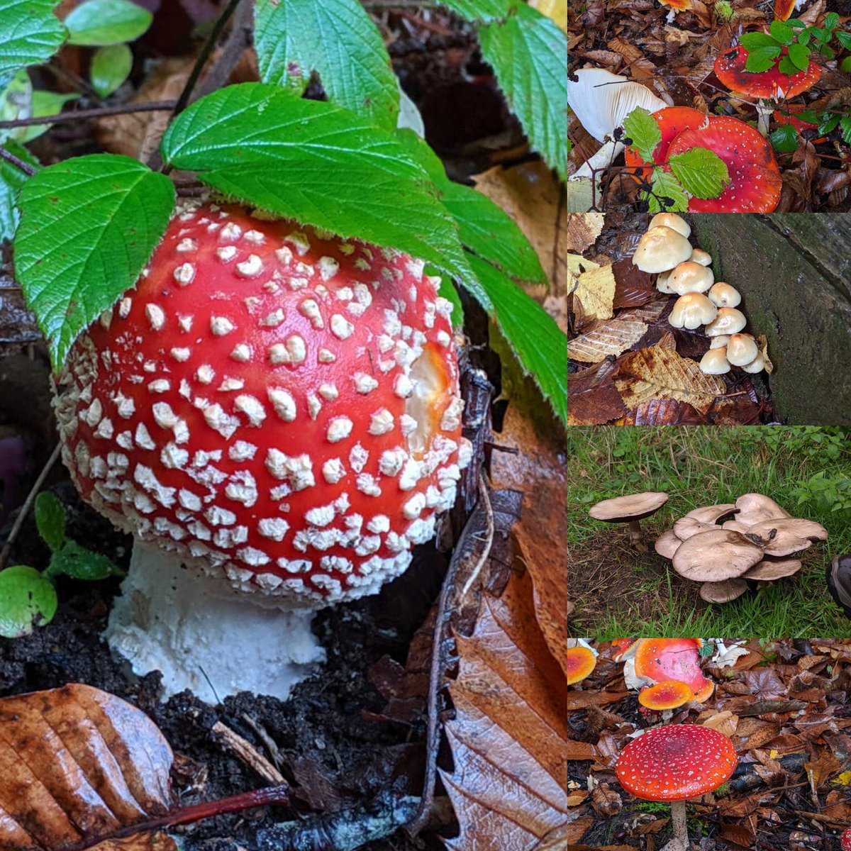 Lower Grange Farm tweet media