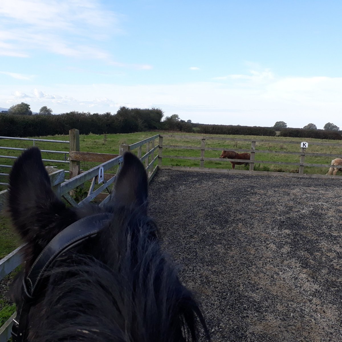 DeniseHurr's tweet image. Lovely day for a pony ride! #twoweekhalfterm