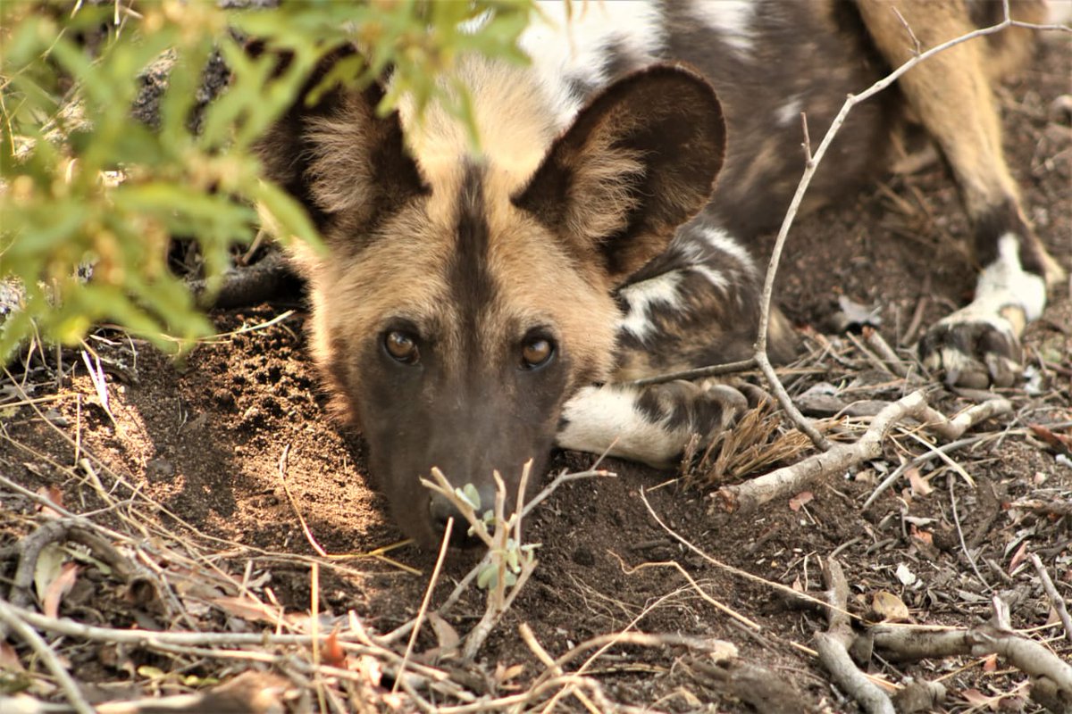 Lukimbi's tweet photo. Once wild dogs reach maturity it is the females that leave the pack to seek out other breeding opportunities, while the males stay behind to form the nucleus of the pack. https://t.co/69zFH4cvOy