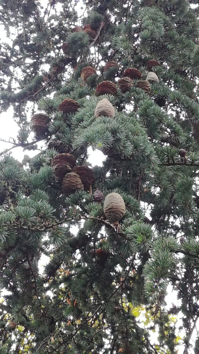 Chris Harvey (@dr_chris_harvey) on Twitter photo Some spectacular immature female Gymnosperm cones spotted in Bilbao on the <a href="/CCCU_LifeSci/">CCCU Life Sciences</a> first year field trip! #diversity #plants #reproduction Some spectacular immature female Gymnosperm cones spotted in Bilbao on the <a href="/CCCU_LifeSci/">CCCU Life Sciences</a> first year field trip! #diversity #plants #reproduction