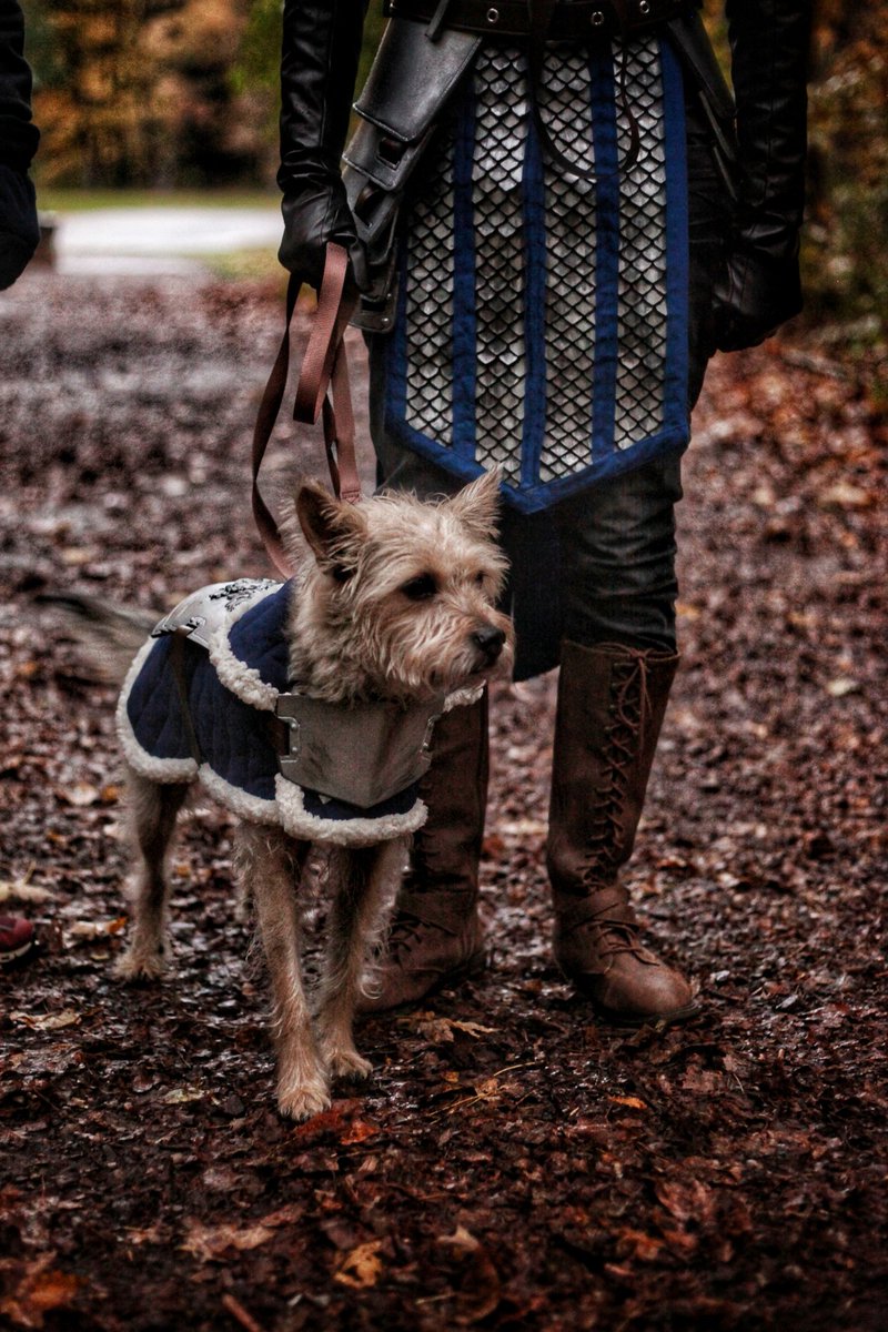 tartecosplay's tweet photo. Though his frame be small, his heart be large: he has the spirit of a Mabari!
#DragonAge #dogarmor #WardenCon https://t.co/sWEhQAbquc