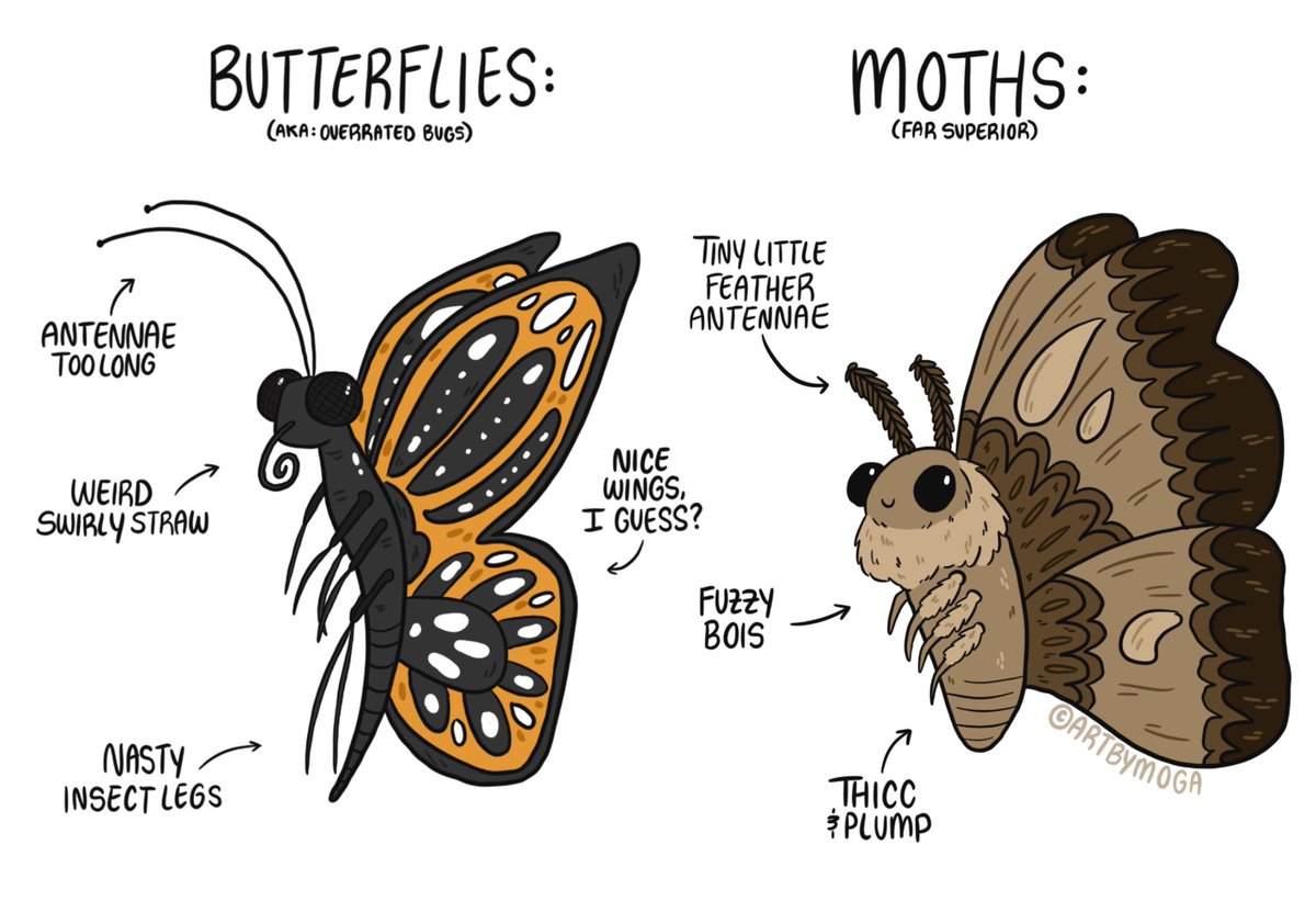 artbymoga's tweet image. Perhaps my most controversial comic to date... 
BUTTERFLIES ARE OVERRATED AND MOTHS ARE THE BEST. THERE I SAID IT.