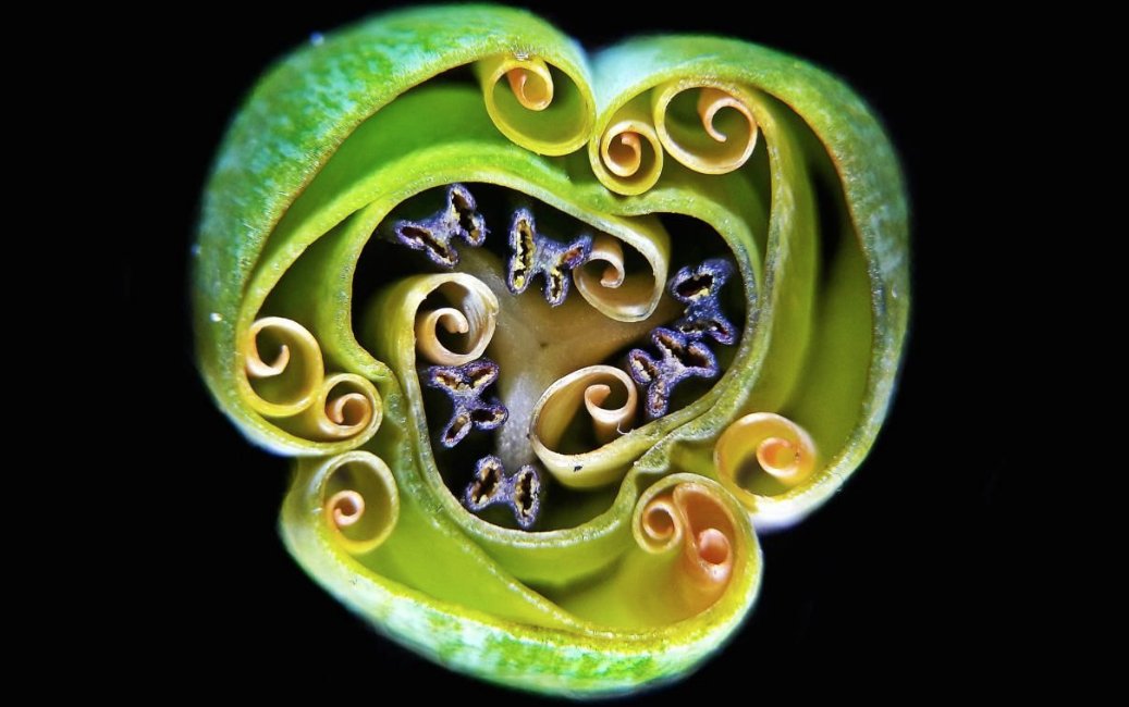 Sciences_Avenir's tweet photo. DIAPO. Les 20 magnifiques photos primées par la @NikonSmallWorld Competition 😍 
@TassartAS https://t.co/2cxAXmIa2n https://t.co/eKpNNTKeAB