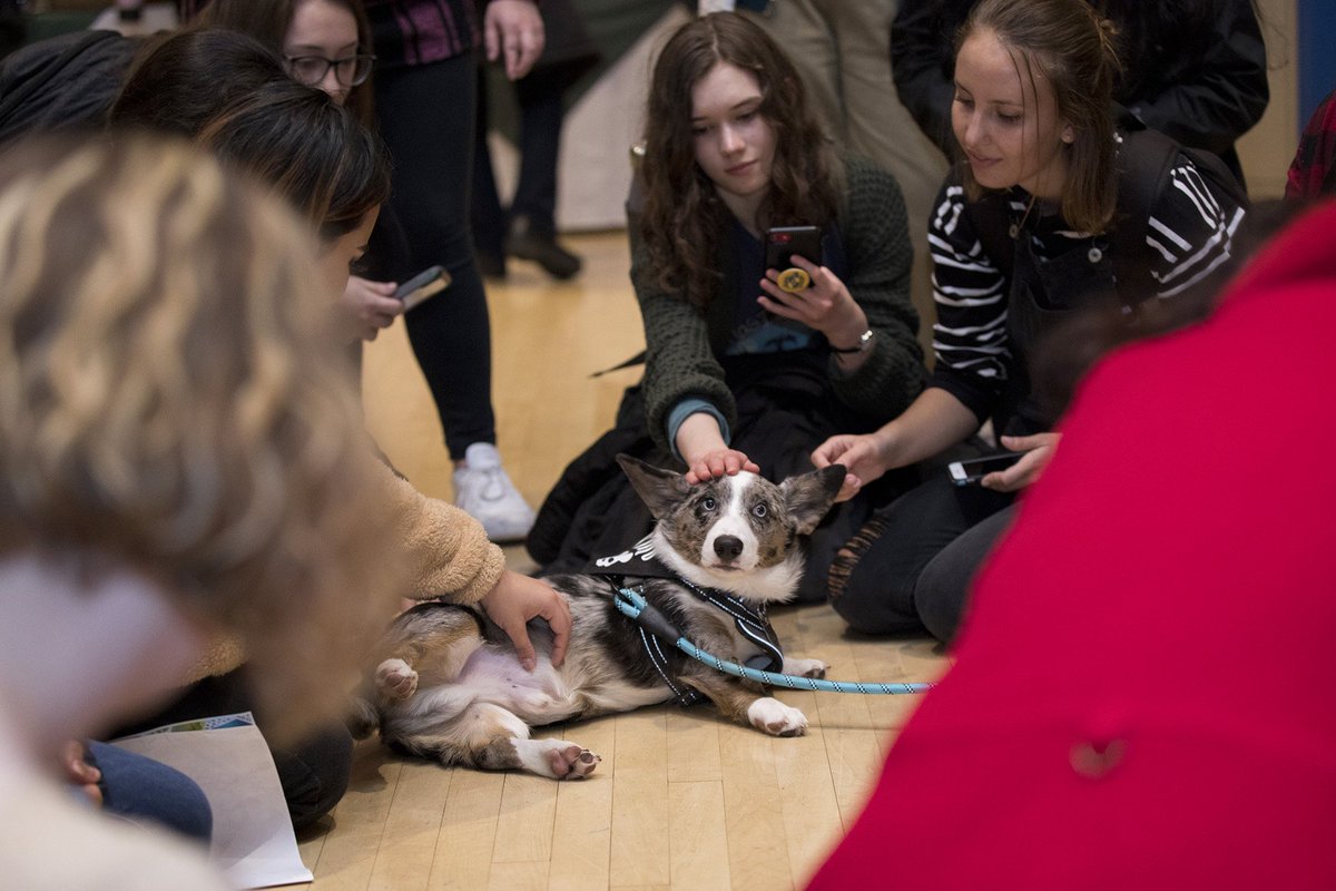 Inhale ... More than 500 @Portland_State students and staff stepped away from studies to take part in Midterm Stress Relief this week at Smith. Dog therapy, food, massages ... Exhale. #goviks #portlandstate #welcome2psu #portlandcorgi #portland #events
