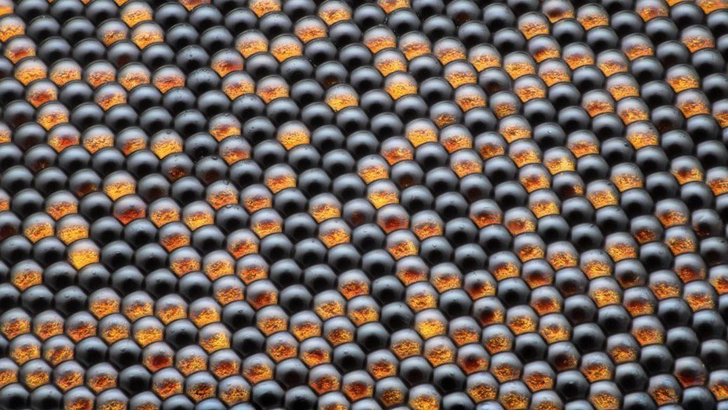 Sciences_Avenir's tweet photo. DIAPO. Les 20 magnifiques photos primées par la @NikonSmallWorld Competition 😍 
@TassartAS https://t.co/2cxAXmIa2n https://t.co/eKpNNTKeAB