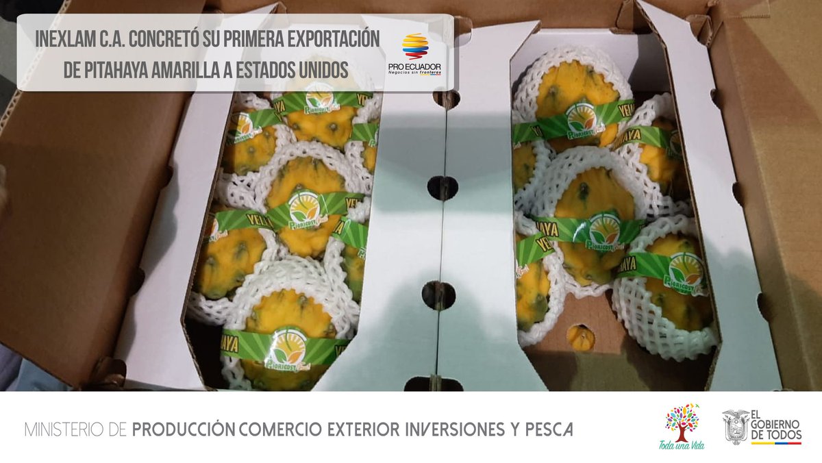 PRO ECUADOR North America (@proecuadornoram) on Twitter photo #CasoDeÉxito2019 | Con el apoyo de <a href="/proecuadornoram/">PRO ECUADOR North America</a> en Miami y la Especialista de Frutas No Tradicionales de <a href="/Produccion_Ecu/">Ministerio de Producción</a>, Inexlam C.A. realizó su primera exportación de pitahaya amarilla al mercado estadounidense, como resultado de su participación en #MacrorruedaEcuador 2019 #CasoDeÉxito2019 | Con el apoyo de <a href="/proecuadornoram/">PRO ECUADOR North America</a> en Miami y la Especialista de Frutas No Tradicionales de <a href="/Produccion_Ecu/">Ministerio de Producción</a>, Inexlam C.A. realizó su primera exportación de pitahaya amarilla al mercado estadounidense, como resultado de su participación en #MacrorruedaEcuador 2019