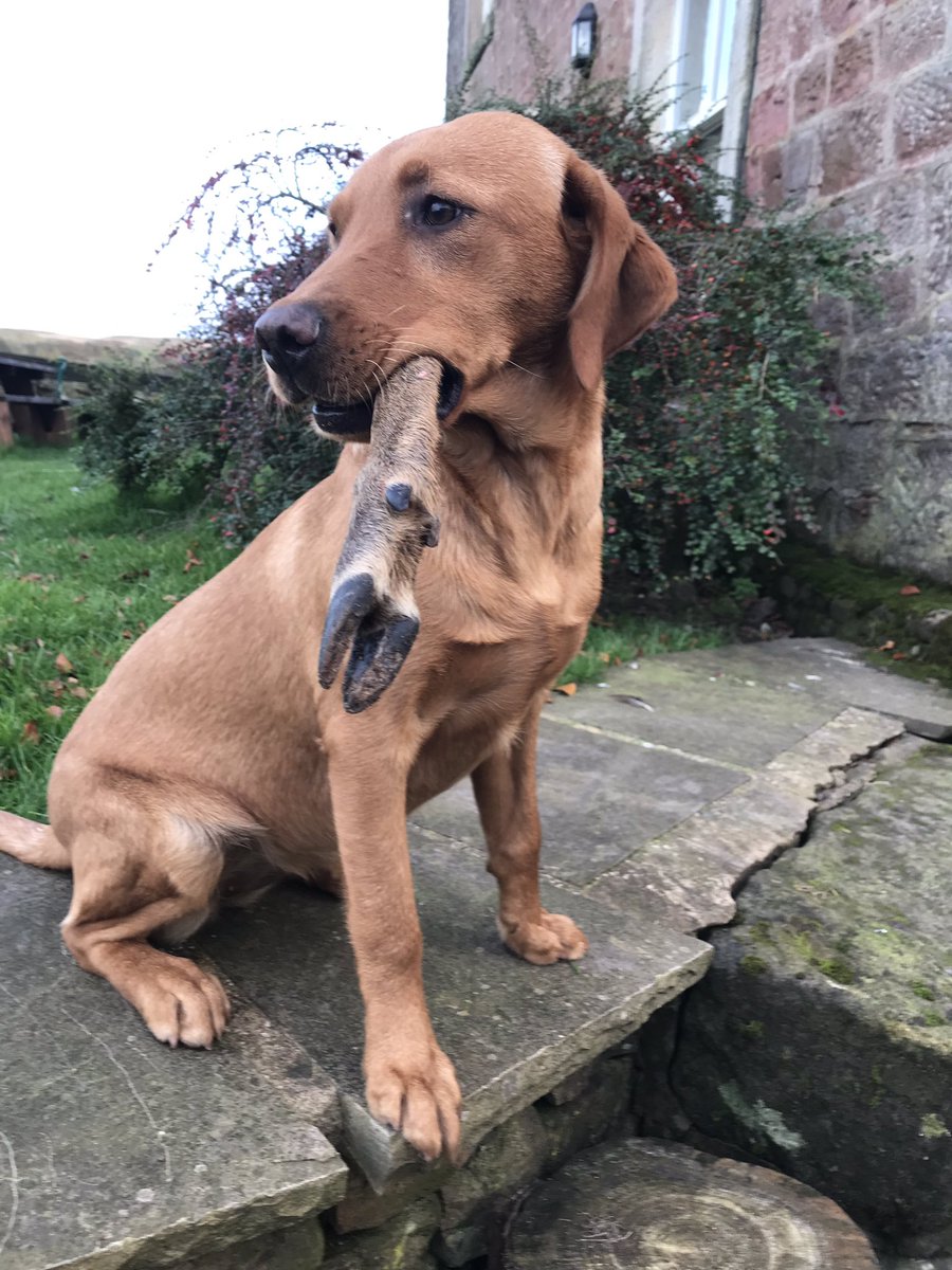 _Duncan_Thomas's tweet image. When she’s good..... there are perks!! #hattiethelabrador #roe #roedeer #deerstalking #foxred #labrador