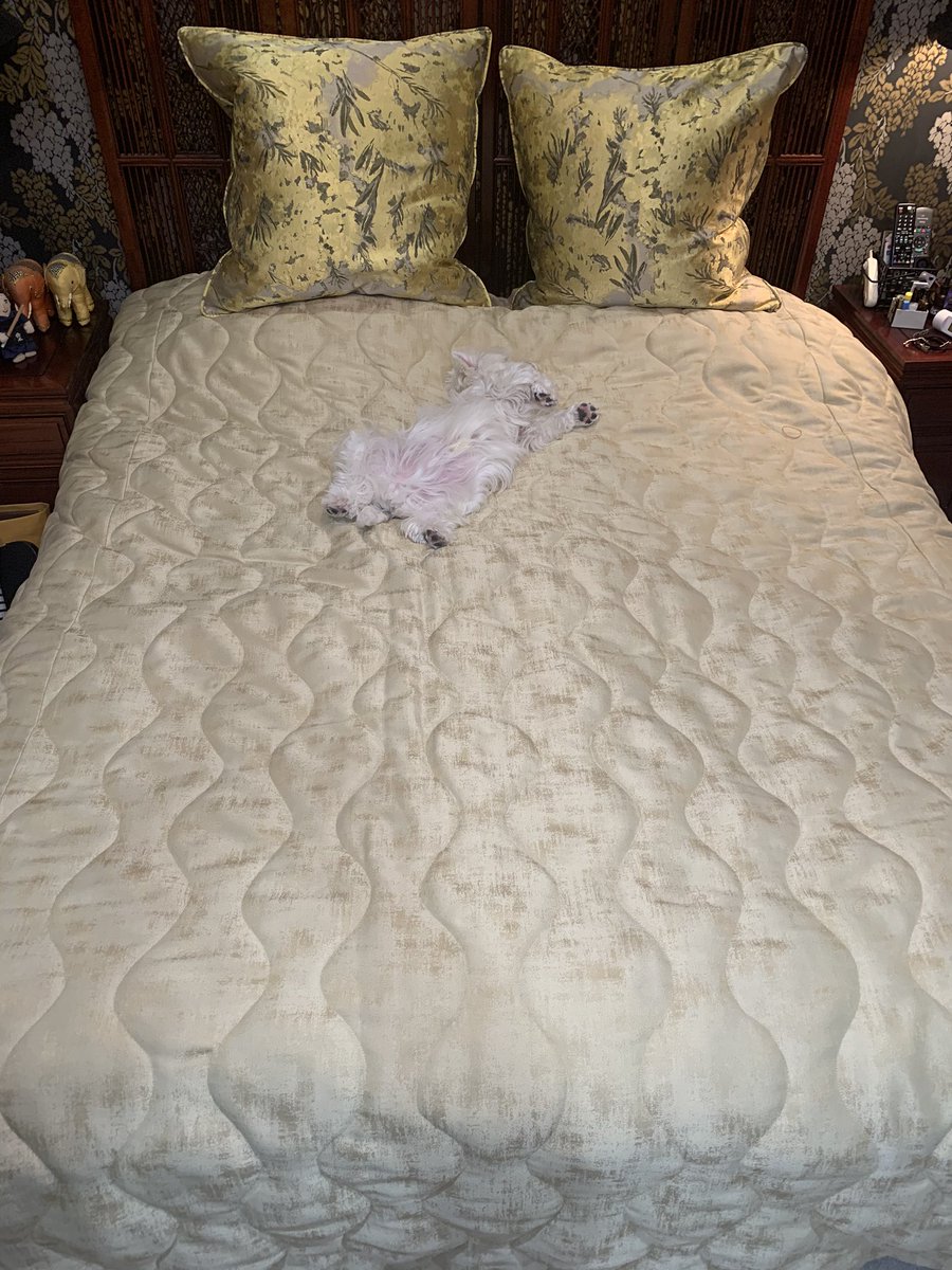 ジュディ オングjudyongg あっ またまたベッド真ん中にに侵入者 私はどこに寝たらいいの