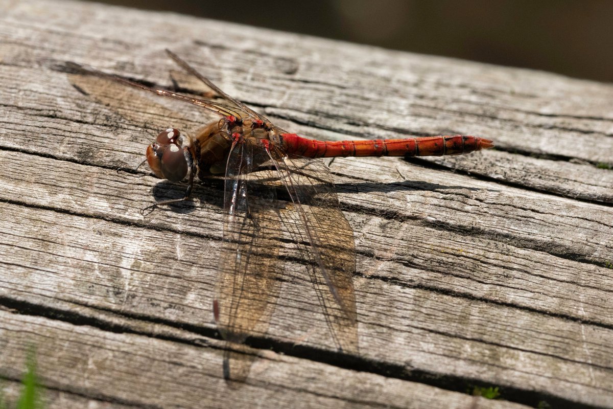 M0KSJ's tweet photo. Good to see Common Darter #dragonfly males active in the sunshine this afternoon around #RushPond #Chislehurstcommons @WaterForWild @BDSdragonflies @ChisCommons https://t.co/75pZJ6FcBk
