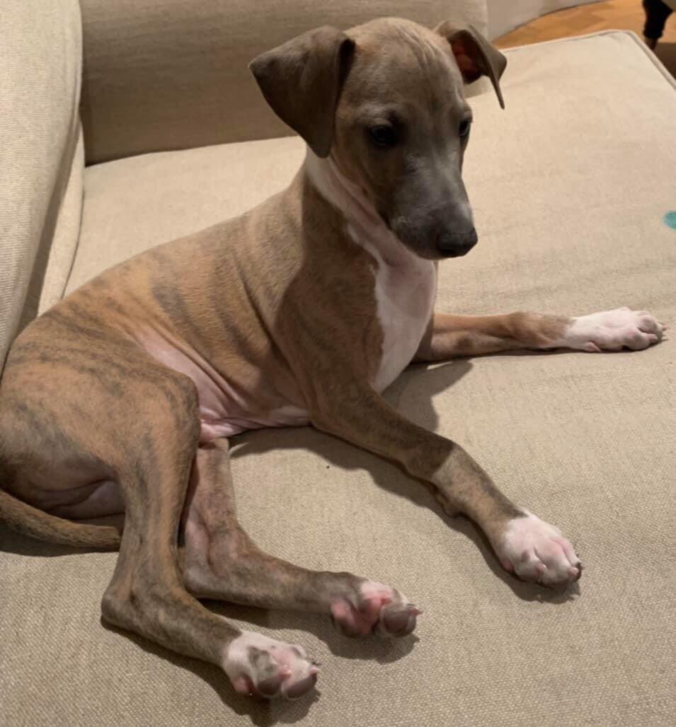 missingdogs155's tweet photo. 🆘🆘 PLEASE HELP US FIND SEBI: We are distraught, metropolitan police have been less than helpful and have walked away. 
Sebi - is now 18 weeks old. He is a whippet x Italian greyhound male. 
He is fawn/blue brindle, 4 white feet, white tip on his tail @rosiedoc666 @Cymru_01 https://t.co/F2bzIc18cl