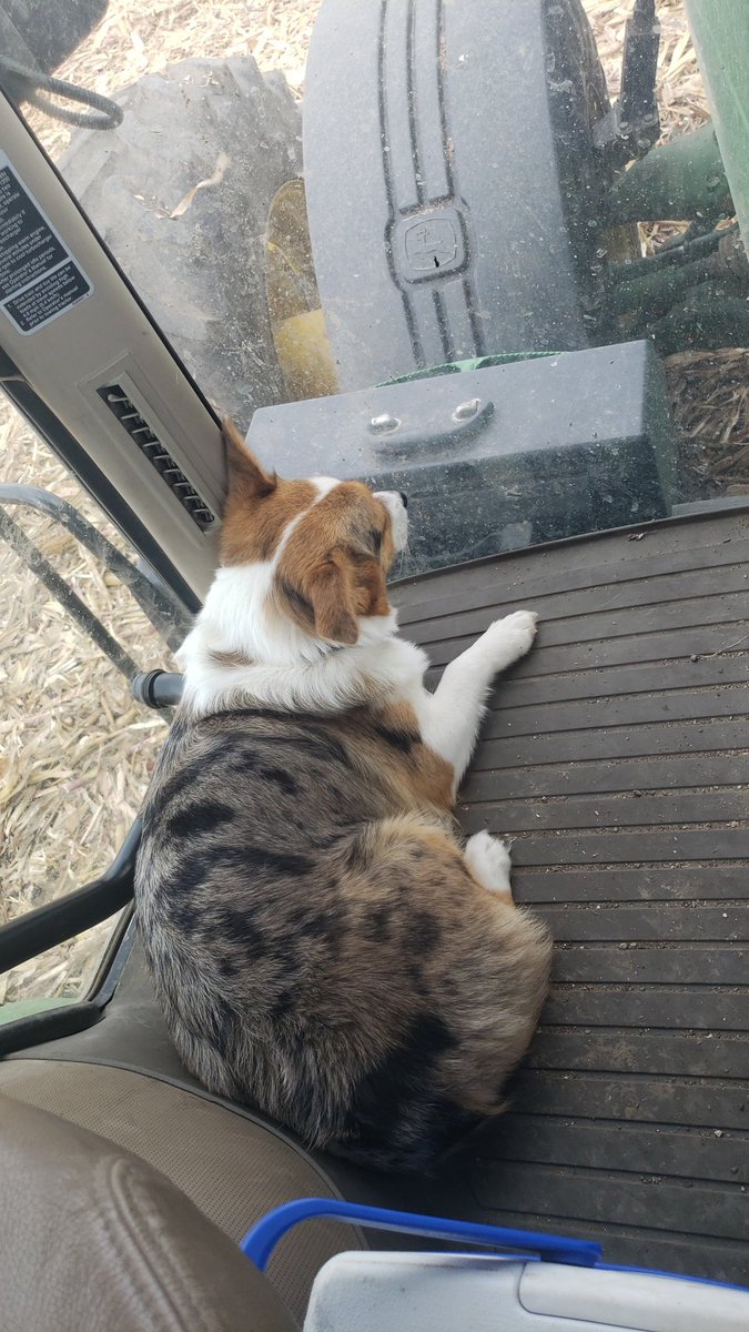 Momcow2's tweet photo. #farmdogs are the best riders!!  All they do is sleep. https://t.co/VjwGIGFtEK