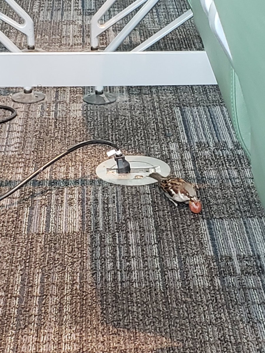 DJMcGold's tweet photo. File this under #notseenbefore at YYZ terminal 1 https://t.co/p26tZaKcv7