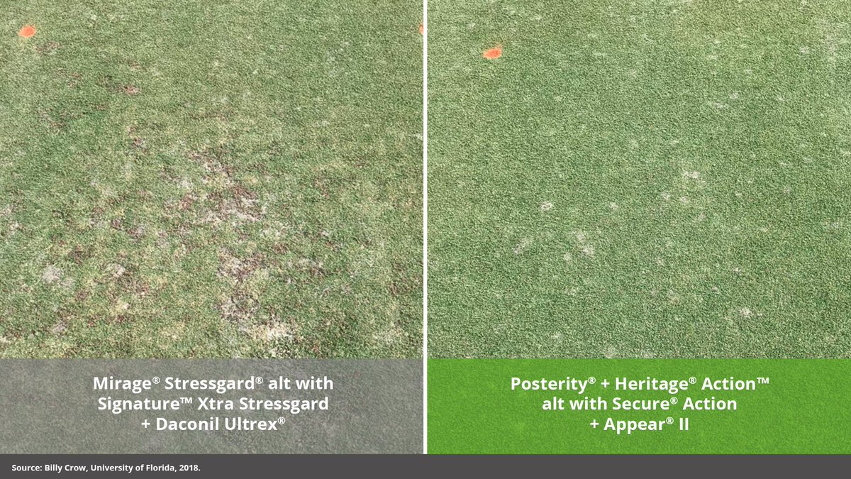 SyngentaTurf's tweet photo. #DYK: Using Appear II fungicide in your agronomic program along with other fungicides can provide enhanced disease control and improved #turf quality. https://t.co/zl5mfUH8RX
#Time4AppearII https://t.co/CJpal991IL