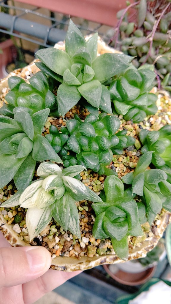 手作り植木鉢