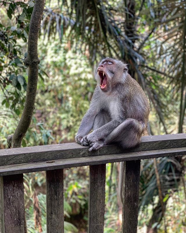Doxter_S's tweet photo. Reposting @cheer_up_life_is_sweet:
| Chill day. | Happy Sunday !
___
#monkey #monkeyforrest #mothernature #neverstopexploring #nousabali #bali #ubud #greenmood #instatravel #travelgram #happy #traveltheworld #travelcouple #travelphotography #baliindonesia #visitbali #travelling https://t.co/21PCUvBq4B