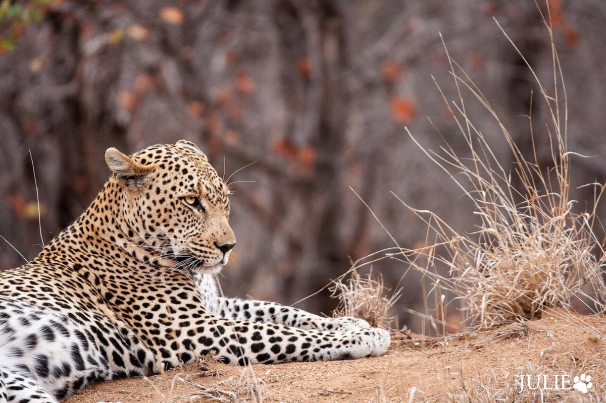 The legendary Ntima taking a break on a termite mound surrounded by rusted brown Mopane trees after feasting on a warthog.

Experiences brought to you by African Inspiration Hotels &amp; Lodges 
_
📸 by our safari guide Julie Vie

#TravelTuesday