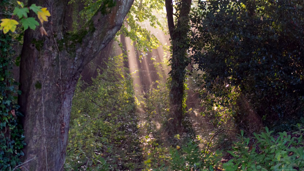 Nice misty morning at the river stour blandford <a href="/lovefordorset/">Love For Dorset</a> <a href="/HollyJGreen/">Holly Green - Weather Presenter</a> <a href="/BBCWthrWatchers/">BBC Weather Watchers</a> <a href="/BBCSouthWeather/">BBCSouthWeather</a> <a href="/cover_images/">COVER Images</a> <a href="/AP_Magazine/">Amateur Photographer</a> <a href="/bvmmagazine/">Blackmore Vale Mag</a> <a href="/OPOTY/">Outdoor Photography</a> @exploredayout <a href="/DorsetExplore/">Explore Dorset</a> <a href="/samwessexgirl/">Sam Fraser</a> <a href="/Weatherwithlucy/">Lucy Martin</a> <a href="/LucyWeather/">Lucy Verasamy</a> <a href="/Dorsetecho/">Dorset Echo</a> <a href="/OandA_Dorset/">Out & About Dorset</a>