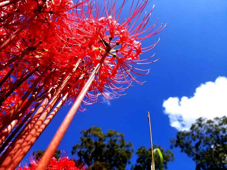 theblerdeffect's tweet photo. Red Spider Lillies are known as a symbol of reincarnation and the flower of the afterlife.
They are also known to show up in a few anime and bring a powerful message.
Which anime have you spotted these flowers?
#theblerdeffect #feeltheeffect #blerd #nerdygirl #anime #nerd https://t.co/MeeKeaSksF
