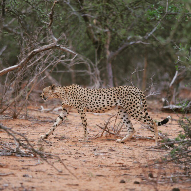 Femke_Broekhuis's tweet photo. After finding numerous marking trees we finally found a cheetah in Kora National Park! What a find! Especially as the park is full of people and livestock.

#kenyacarnivoresurvey #countingcarnivores

@LionRecovery @InsideNatGeo https://t.co/iW84I6vJ1V