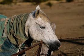 veterinary.peersalleyconferences.com
Why don’t horses sit or lie down even while sleeping? #equine #EquineResearch #CamelScience #VeterinaryDrugs #AnimalPhysiology #VenomousAnimals #VeterinaryRadiology #AnimalSupplements #Zoonosis #AnimalResources #veterinarian #AnimalProtection #PoultryFarm