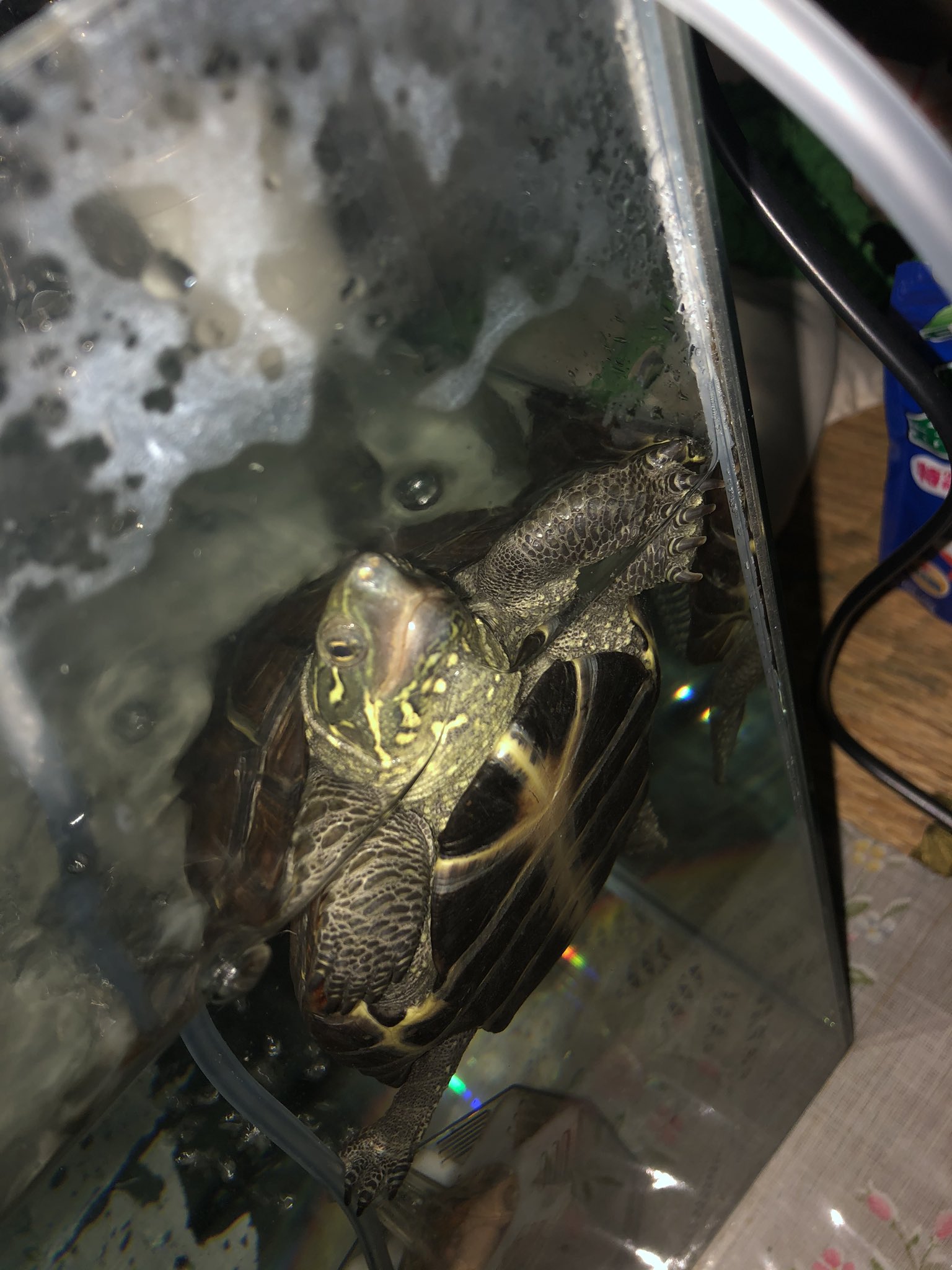 アキト クサガメを飼育し始めて 約4ヶ月いまだにオスメスが分かりません 捕まえた当時すでに甲長10cm以上あり 今は15cmほどです 肛門は甲羅から遠くオスのようなのですが 黒くなる気配もなく模様も残ったまま まだ 成長過程なのでしょうか 亀好きと