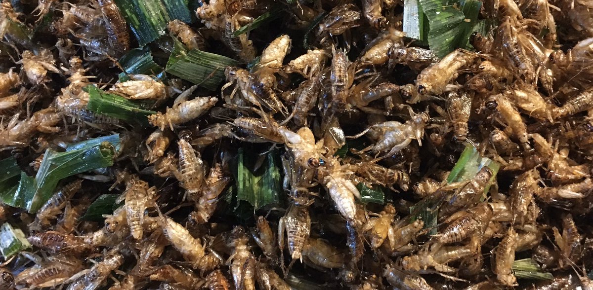 payaldhar's tweet photo. More travel stories from my #ThaiDiaries. Days 4&amp;5 are all about the creepies and the crawlies. #thailand #thailandtravel #travelwriting #travel #onassignment #museflowerretreat

https://t.co/DYqnVREraD https://t.co/sQoPD6ICfe