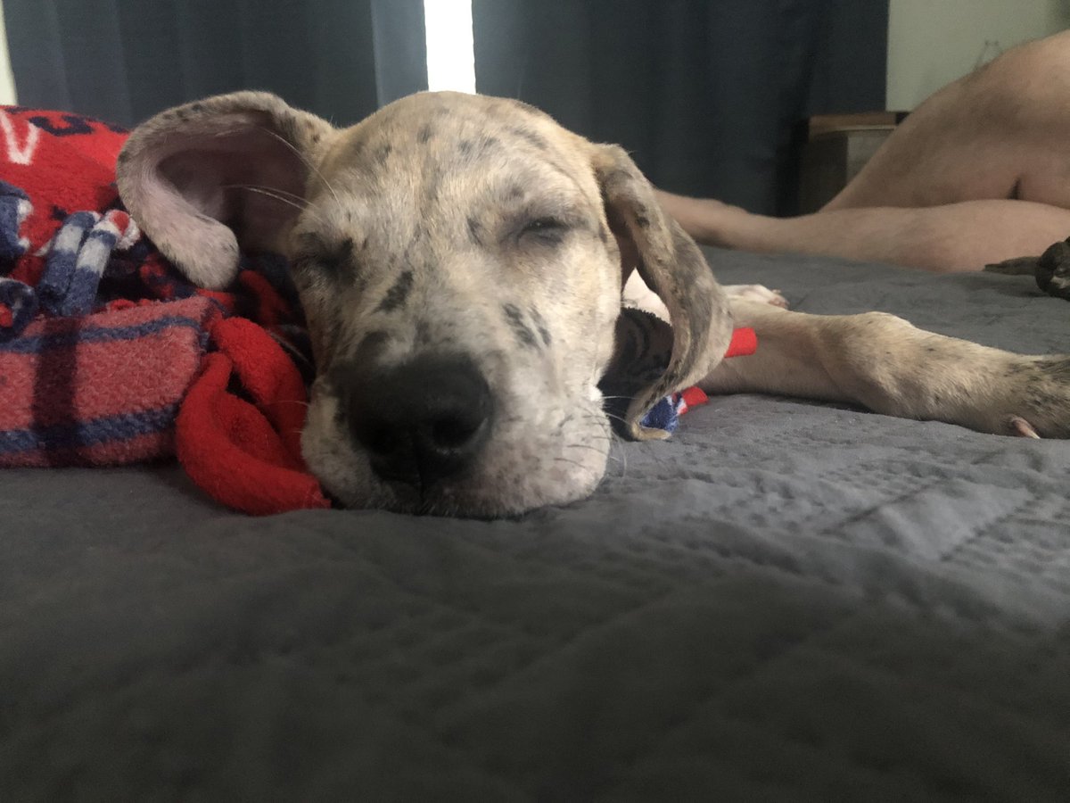 Girly_Ghost_13's tweet photo. Sleepy Baby. #TuesdayMorning #TuesdayThoughts #GreatDanePuppy #LetsGoBackToBed #dogs #DogMom #DogsofTwittter #dogsoftwitter https://t.co/ODkJUrss2V