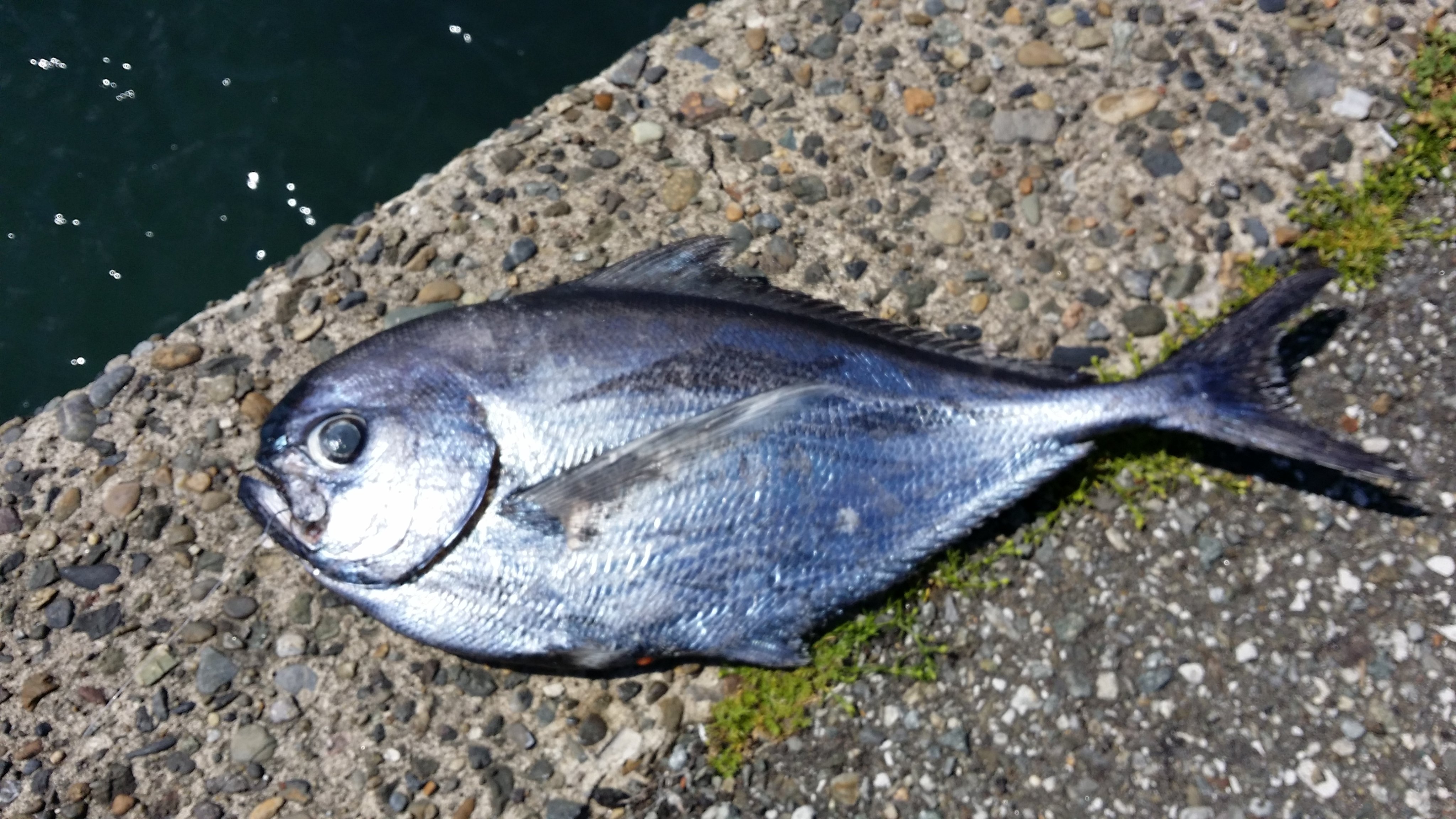 釣り船予約サイト 釣割 Twitter ನಲ ಲ 港には色々なものが落ちています 中には 心が痛む落としものも 毒がある魚や食べられない魚 美味しくないと言われている魚も何だって同じ生命 食べない魚や食べきれない魚はリリースしましょう 落としもの 生命