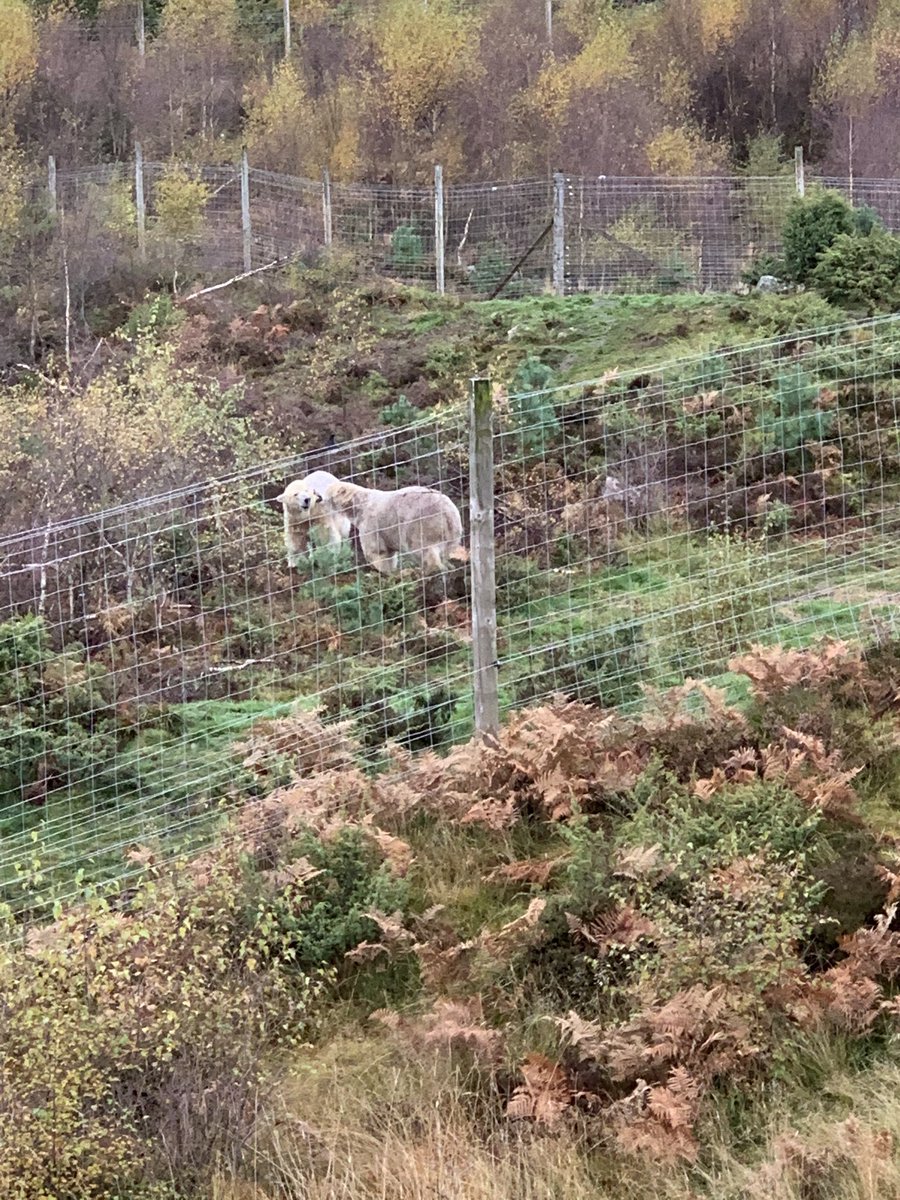 Olivia has been to see the polar bears at Highlands wildlifepark <a href="/vernonpark17/">Vernon Park Primary</a>