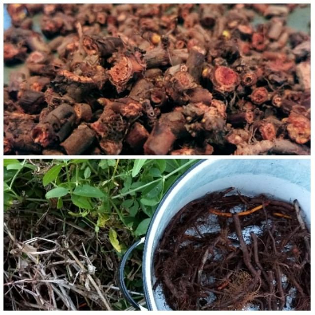 dyeanddesign's tweet photo. Did a little digging for madder roots the other day. Rinsed and chopped them up. Stoked to see how they do on the wool and silk waiting for me in the dye studio @FiberArtsBloomington . 
#naturaldye #naturalcolor #dyegarden #madderroot #fiberart #fiberart… https://t.co/L9FP9ESzzy https://t.co/I5Dx1kC4Ke