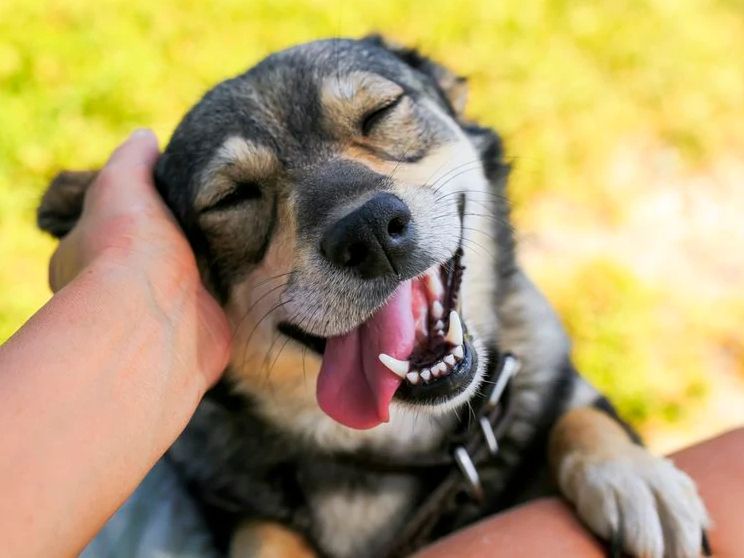 ColBeMedia's tweet image. National Make A Dog's Day: A reminder to animal lovers everywhere to adopt instead of shop for a new pet. #NationalMakeADog'sDay #dogs