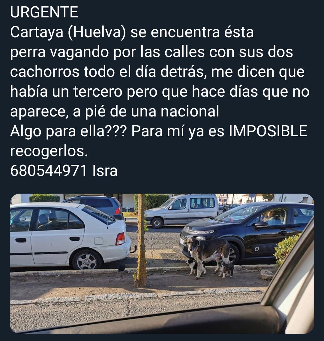 183bae3c71bc44f's tweet photo. SOS en tremendo peligro!!
@BelkaCruz @ASosa @nomeabandones @MaskeperrosAsoc @canisyfelis @PatasAsociacion @AMPAROSUR @beadifusiones @NMAJerez @LourdessBonilla @jonathan_HG91 @JM_Depp @Maite_Difunde @valverdeanimal @Chamamor @RegalaVida2 @Naturaliaweb @protectoranima https://t.co/K8WliT7Yri