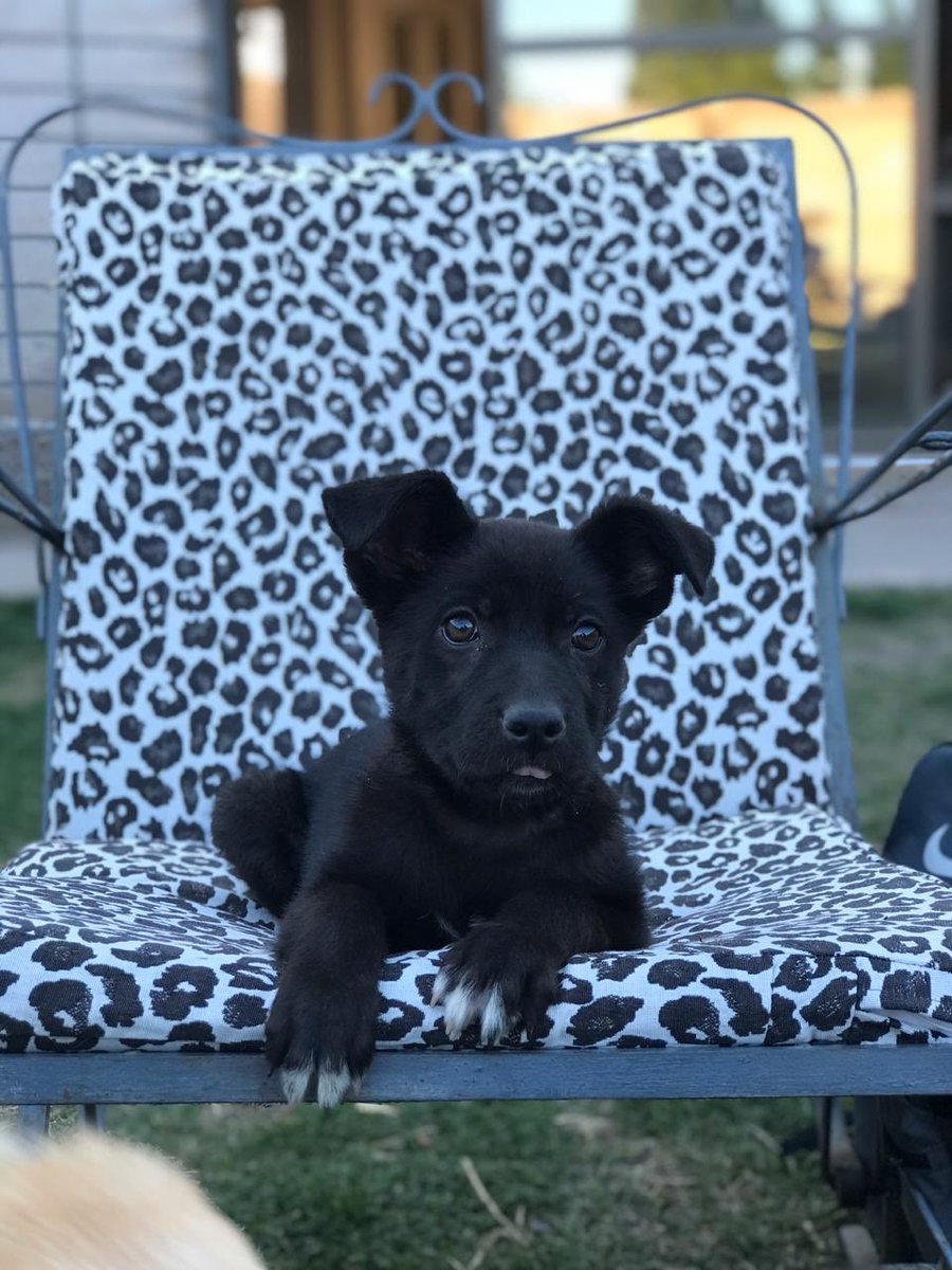 merlinacroxatto's tweet photo. Este bombón está buscando hogar!! Es hembra, tiene tres meses aprox, será tamaño mediano y está vacunada.
Ayudame compartiendo 🙏🏻❤️ https://t.co/f41DlE7qnV