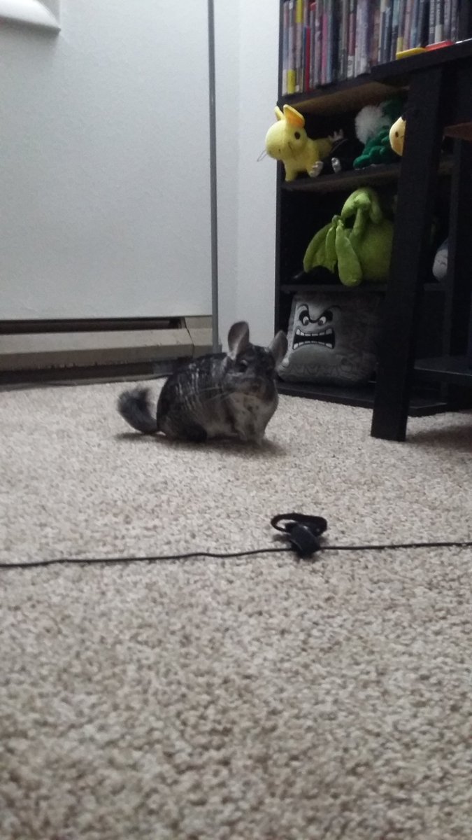 ZiggyWearsHats's tweet photo. Ready for adventure. #chinchilla #adventuremouse https://t.co/h7ApY1Ha7k